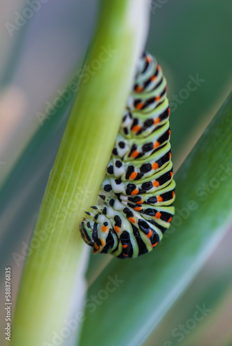 Close-up colorful caterpillar of papilio machaon, the Old World swallowtail, eating fennel stalk on green backgroud in garten in summer.