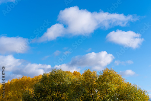 The crown of a tree against a bright blue sky with fluffy clouds. Yellow-green tree leaves and blue sky. Early autumn
