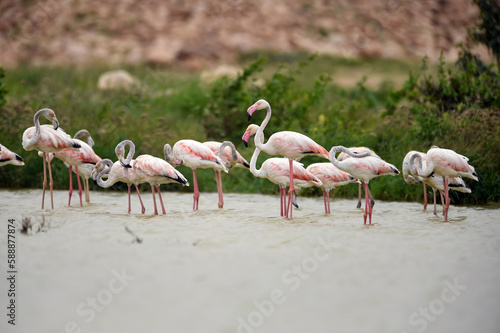 flamingo in the lake with a flock of its species trying to rest, trying to fly and move around 
