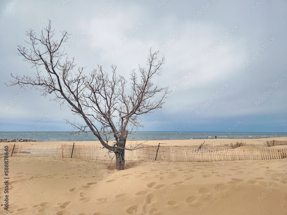 Bare beech tree on a deserted beach with snow fence on Lake Michigan Bare beech tree on a deserted beach with snow fence on Lake Michigan