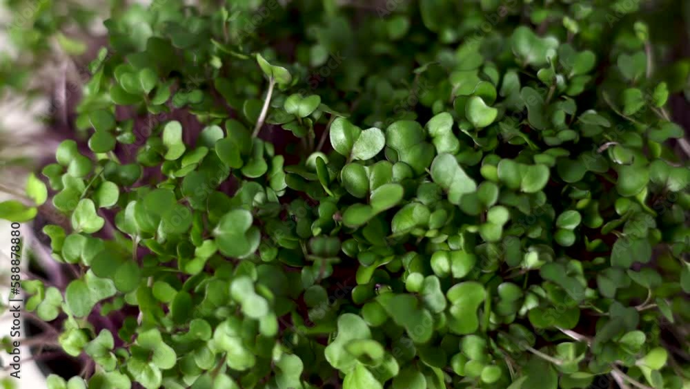 micro greens plants in one kitchen woman cutting with scissors putting in plate.healthy nutrition diet get slim weight loss eating fibers.close up red cabbage seeds.plants with root in woman hand 4k micro greens plants in one kitchen woman cutting with scissors putting in plate.healthy nutrition diet get slim weight loss eating fibers.close up red cabbage seeds.plants with root in woman hand 4k