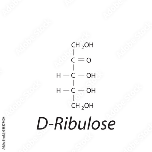 Straight chain form chemical structure of D-Ribulose sugar. Scientific vector illustration on white background.