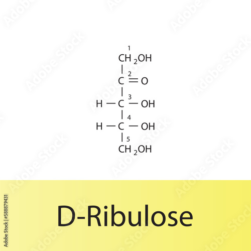 Straight chain form chemical structure of D-Ribulose sugar. Scientific vector illustration on white and yellow background, carbon numbering.