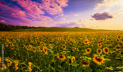 scenic nature scenery, blooming yellow sunflowers on the field, Provence, France, Europe...exclusive - this image is sold only on Adobe Stock