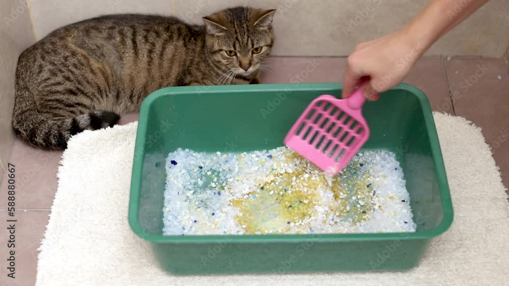 Wideo Stock cat litter with silica crystals in bathroom and angry cat