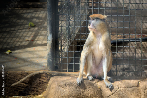 Photography Close up of a monkey. Animal is sitting on a stone.