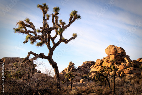 Joshua Tree at Silhouetted against the sky