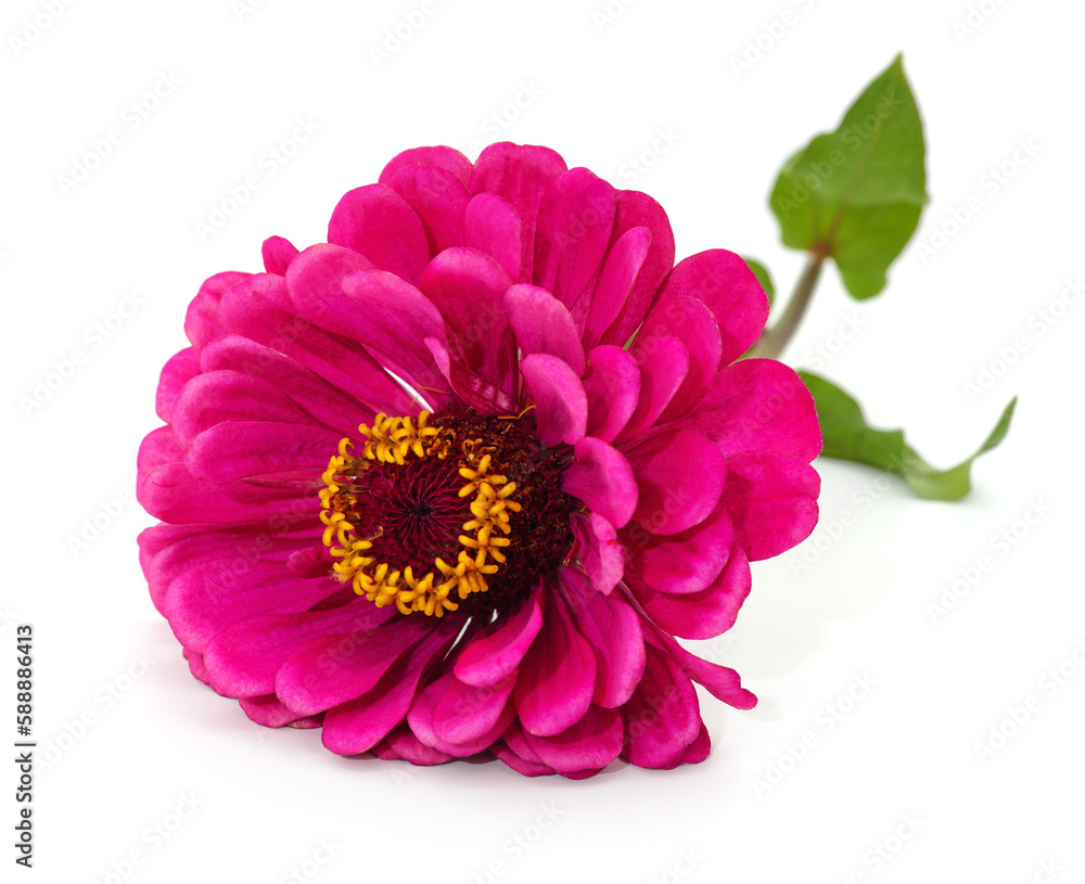 One pink zinnia. One pink zinnia.