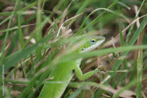 Gecko hiding in the grass
