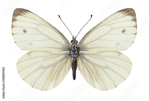 Papillon Piéride du navet (Pieris napi) photo