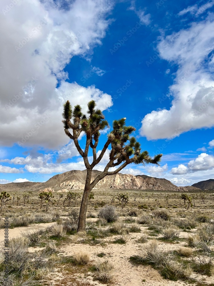 Joshua Tree National Park Landscape Rocks Desert Sky