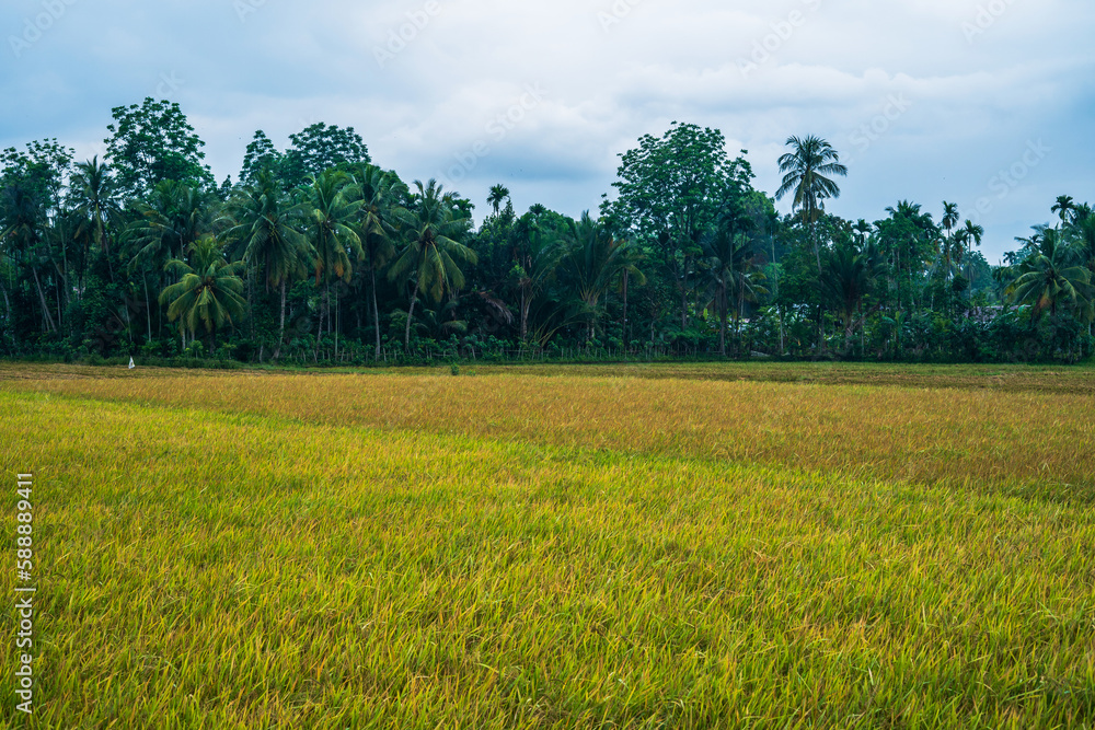 Beautiful landscape growing paddy field at dusk in Aceh, Indonesia
