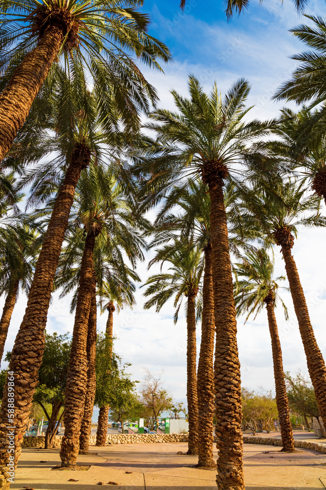 Obraz premium The date palms