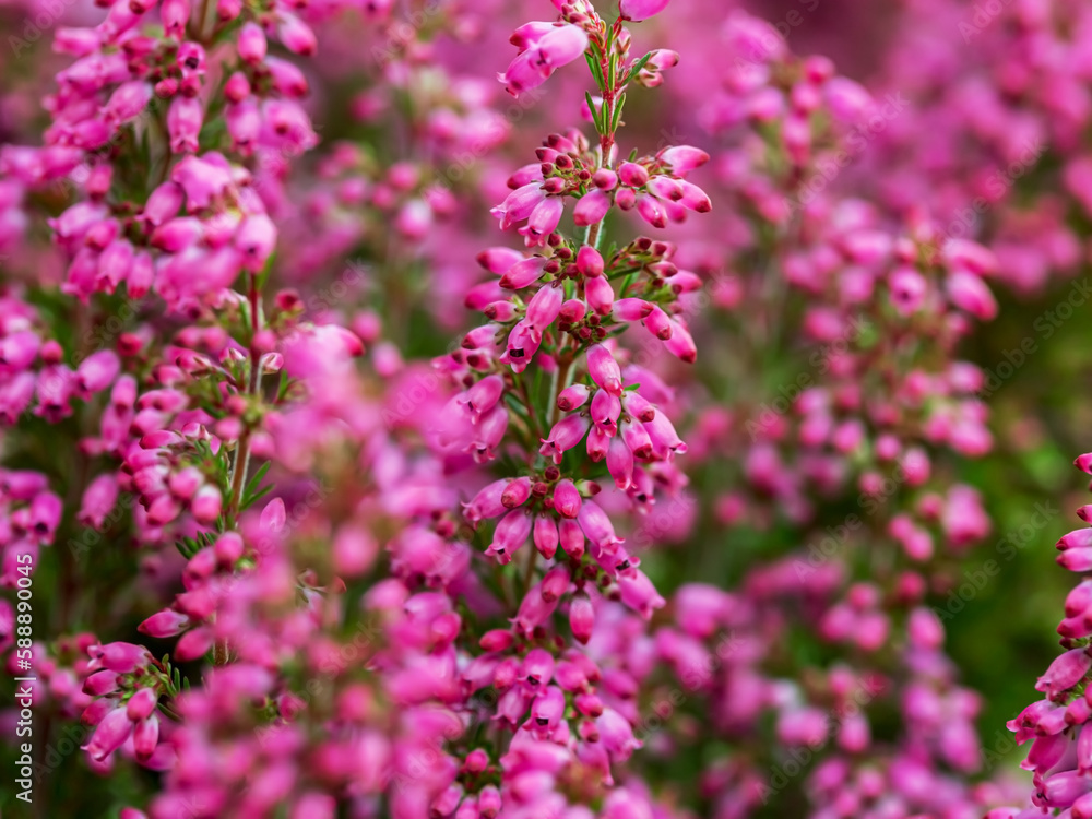 pink erica tetralix beautiful flower background pink erica tetralix beautiful flower background