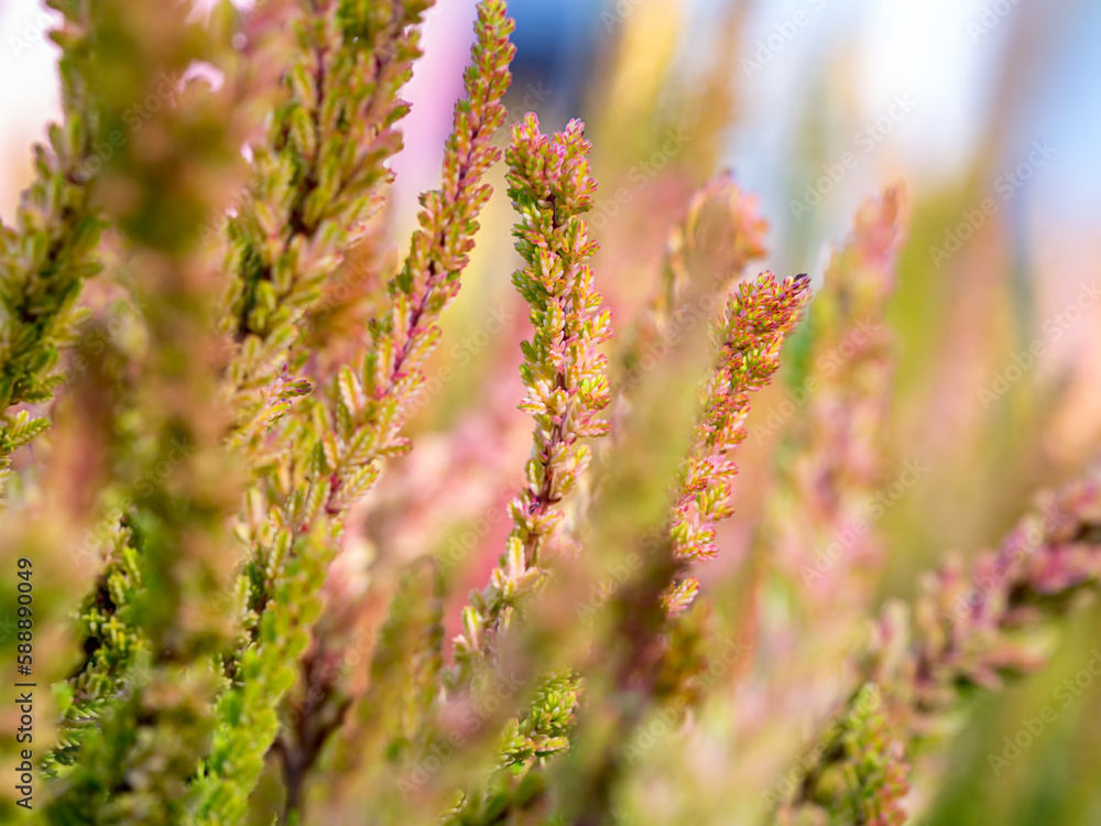 Blooming Calluna vulgaris. Beautiful flower background Blooming Calluna vulgaris. Beautiful flower background