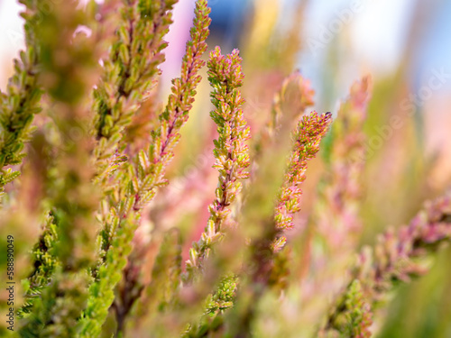 Blooming Calluna vulgaris. Beautiful flower background