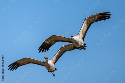 Sandhill Cranes (Antigone canadensis) in Flight