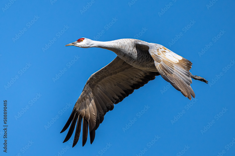 Obraz premium Sandhill Crane (Antigone canadensis) in Flight