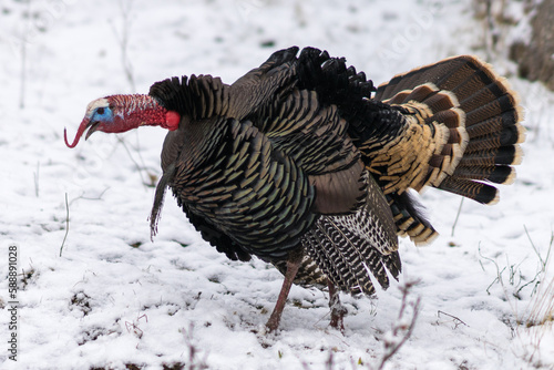 Wild turkey in the snow