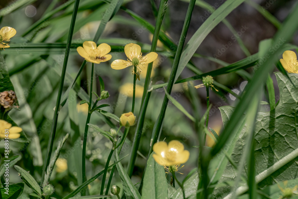 Burlington, Ontario, Canada-June 3,2020:Close-up of Bulbous buttercup, St Antony's turnip grows among fresh spring grass on an overcast day Burlington, Ontario, Canada-June 3,2020:Close-up of Bulbous buttercup, St Antony's turnip grows among fresh spring grass on an overcast day