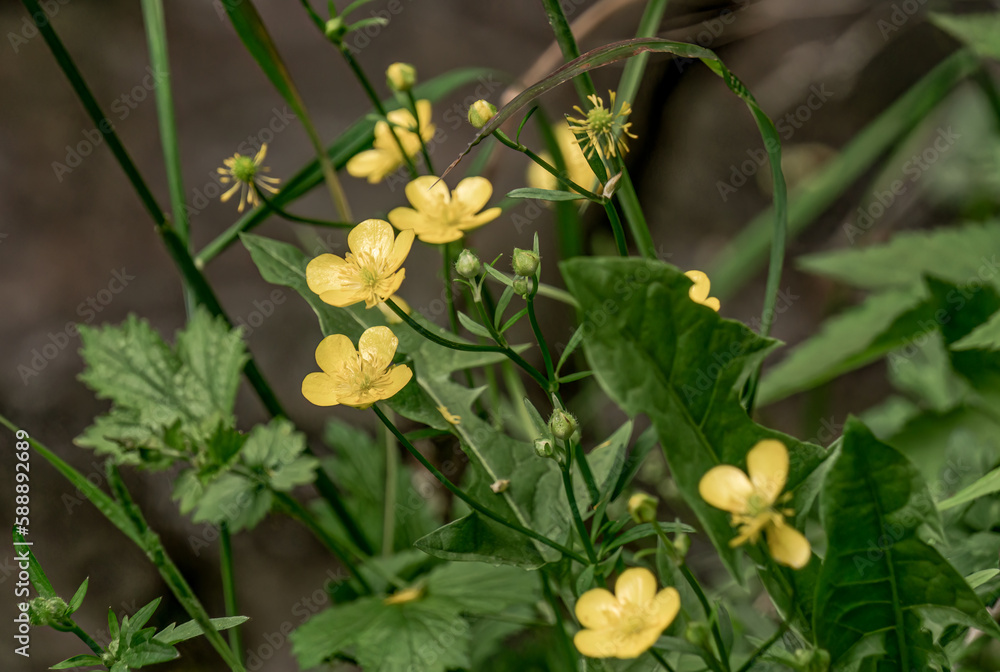 Burlington, Ontario, Canada-June 3,2020:Close-up of Bulbous buttercup, St Antony's turnip grows among fresh spring grass on an overcast day Burlington, Ontario, Canada-June 3,2020:Close-up of Bulbous buttercup, St Antony's turnip grows among fresh spring grass on an overcast day