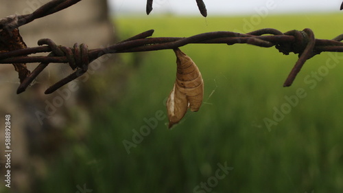 the cocoon skin that the butterfly has left