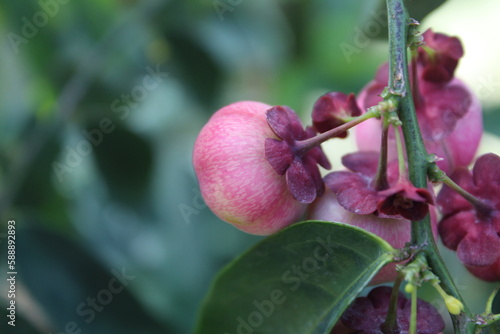 apple on tree