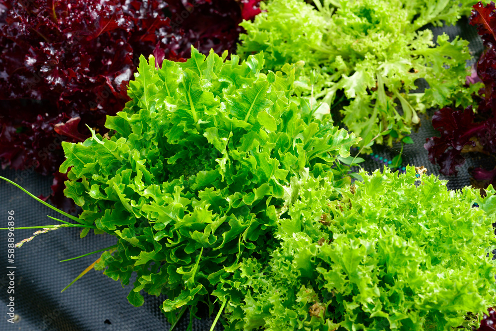 Stockfoto Multiple rows of leafy green and red lettuce. The vegetable