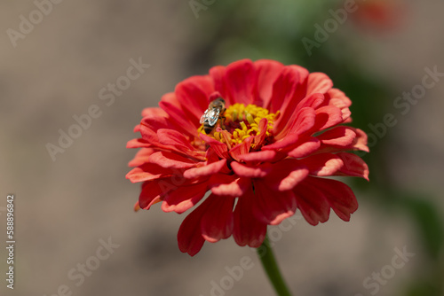 A bright red gerbera daisy with a yellow center has a large black fly pitched on the center. The background is blurred. The sun is shining on the flower.