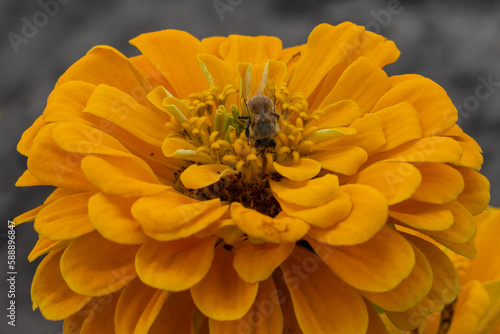 A close-up of a bright yellow colored annual zinnia flower. The bloom has thick petals with curves at the end of the petals. The floral has a small fly in the center of the flower.  