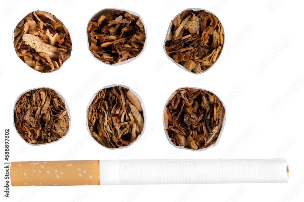 Cigarette with tobacco for smoking by heavy smokers in high magnification. Isolated background Cigarette with tobacco for smoking by heavy smokers in high magnification. Isolated background