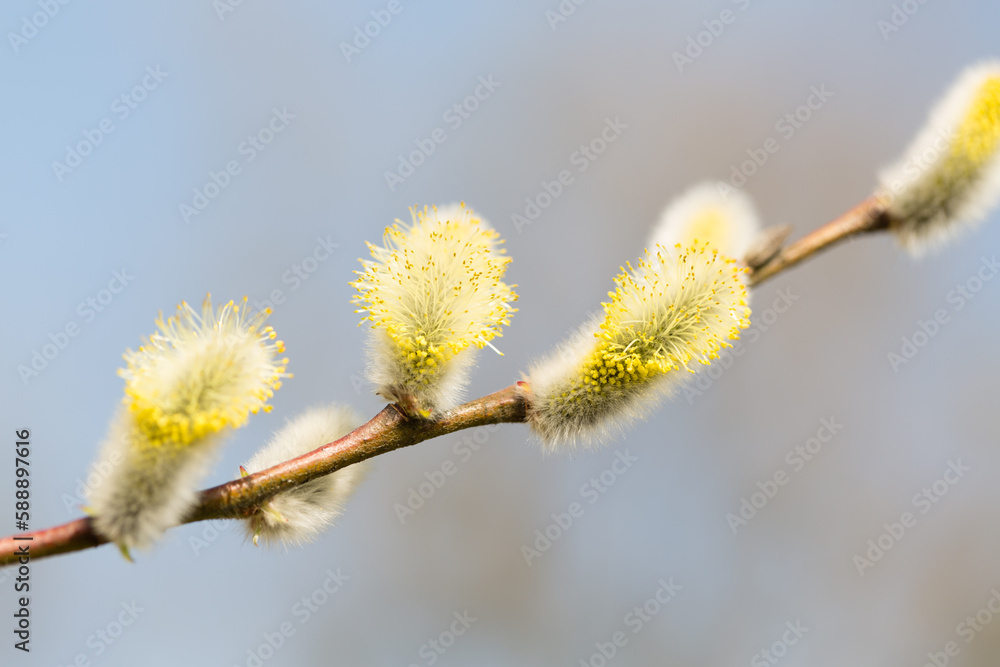 branch of a willow flowers with gray-yellow common sallow branch of a willow flowers with gray-yellow common sallow
