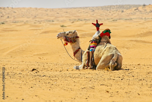 Camel resting in the Sahara Desert of Tunisia