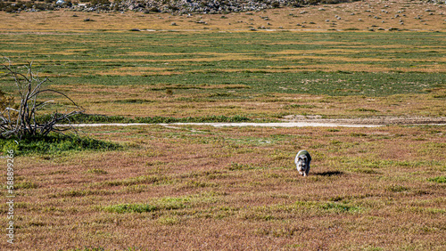 dog in a field
