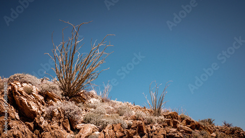 joshua tree national park