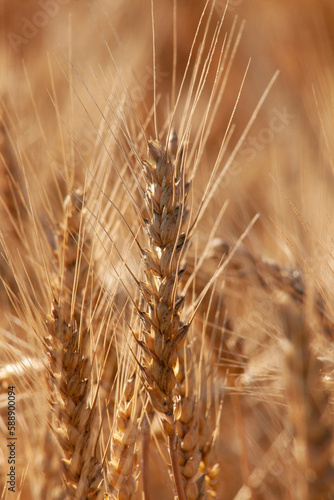 Ears of ripe wheat. Grain on the field close-up. A field with crops of grain that is ready for harvesting.