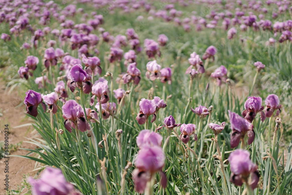 Iris haynei field in Springs Valley, Israel. Rhizomatous perennial