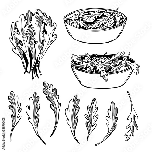 Arugula Salad. Rucola leaves. Sketch  illustration.