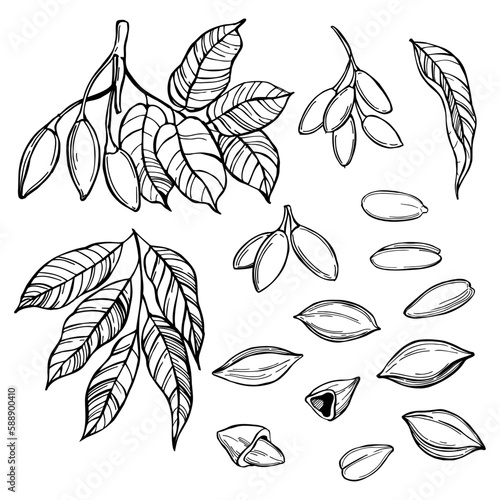 Hand-drawn nuts. Sketch  illustration.
