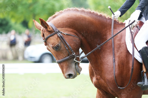 Closeup of a horse portrait before the competition during training