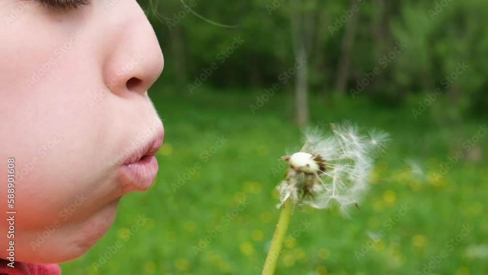 Teen Girl child holds and blows on a dandelion. Happy childhood concept. Playing outdoors. Slow motion summer video Teen Girl child holds and blows on a dandelion. Happy childhood concept. Playing outdoors. Slow motion summer video
