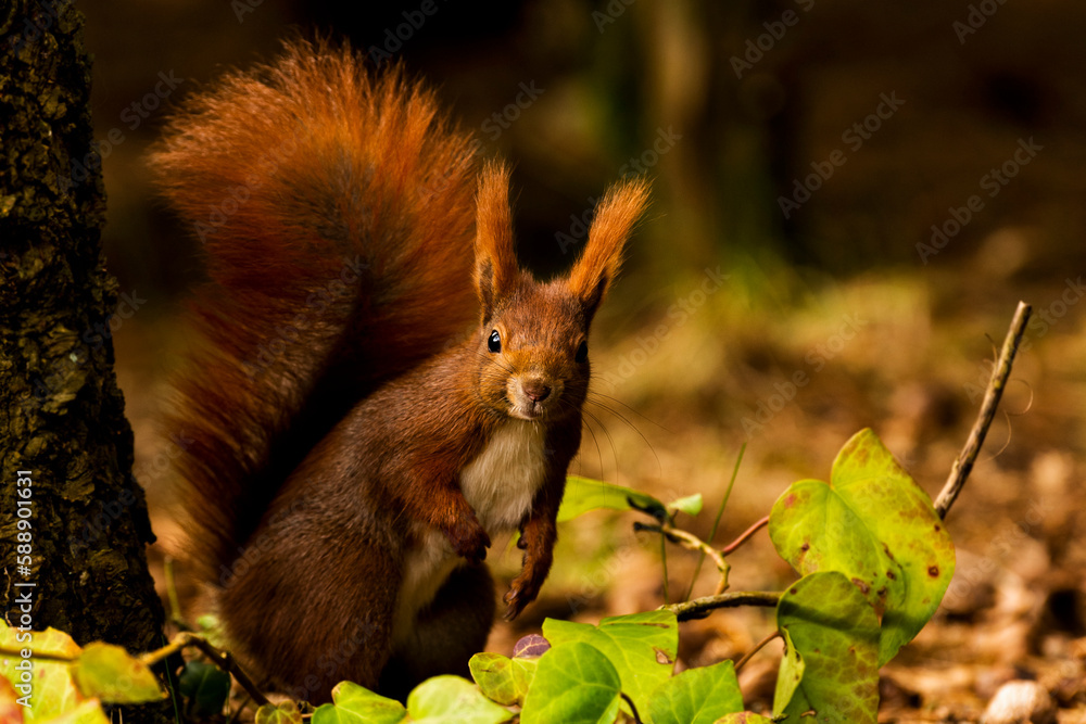 Fototapeta premium squirrel