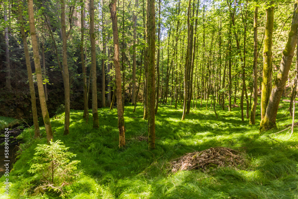 Forest in Brtnicky potok valley in Bohemian Switzerland, Czech Republic Forest in Brtnicky potok valley in Bohemian Switzerland, Czech Republic