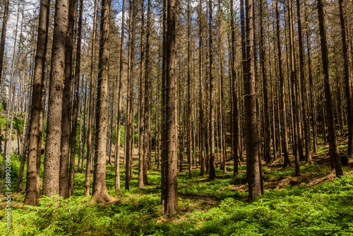 Forest in Bohemian Switzerland  Czech Republic