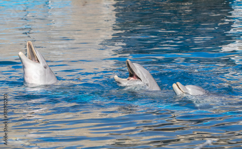 Several young and playful dolphins smiling 