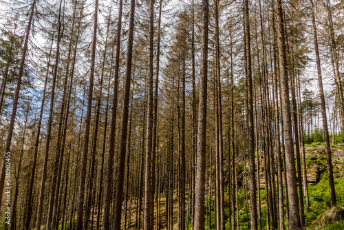 Forest in Bohemian Switzerland damaged by European spruce bark beetle  Czech Republic