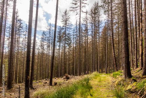 Forest in Bohemian Switzerland damaged by European spruce bark beetle  Czech Republic