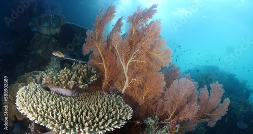 coral garden underwater healthy corals tropical waters with fish sun beams and sun rays  underwater ocean scenery raja ampat indonesia nice light