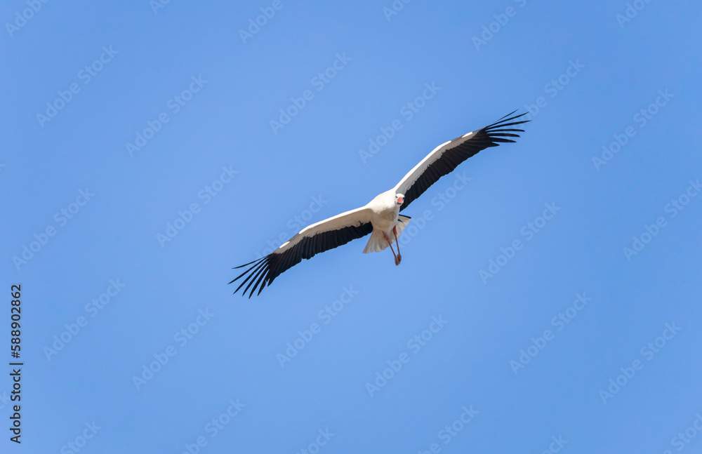 Obraz premium Beautiful white stork (Ciconia ciconia) flying over the blue sky. Migratory birds that spend more and more time in southern Europe. They build their nest by picking up branches with their beaks.
