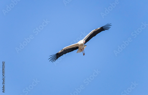 Beautiful white stork  Ciconia ciconia  flying over the blue sky. Migratory birds that spend more and more time in southern Europe. They build their nest by picking up branches with their beaks.